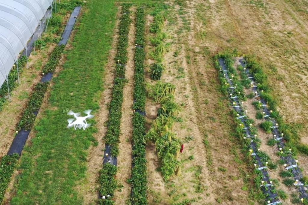 drones in de landbouw